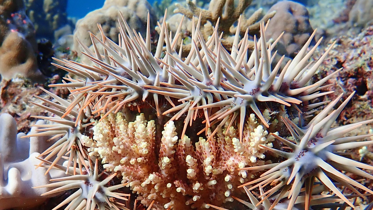 サンゴ礁のとげのある問題に挑む | 沖縄科学技術大学院大学（OIST）